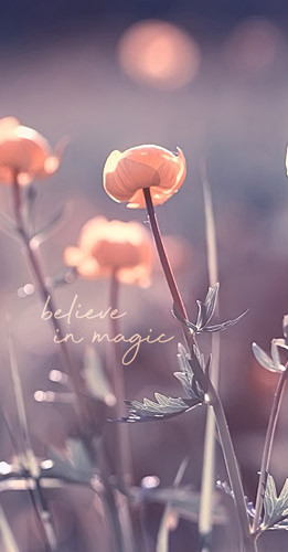 Wallpaper mit dem Zitat 'Believe in Magic'